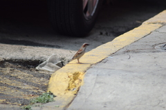 Passer domesticus