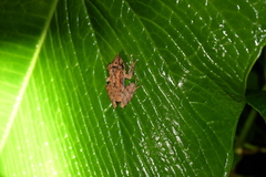 Pristimantis appendiculatus
