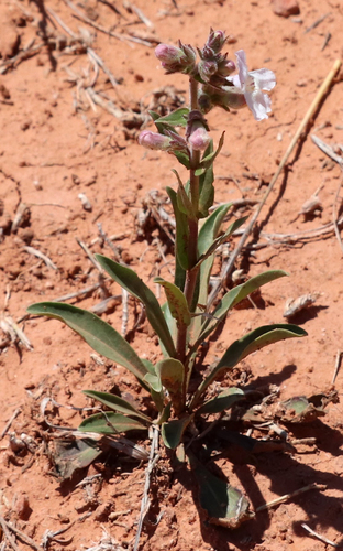 White-flower Beardtongue