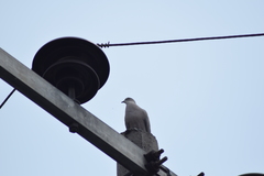 Streptopelia decaocto