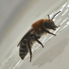 Colletes thoracicus