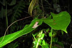Pristimantis appendiculatus