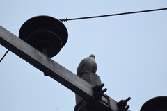 Streptopelia decaocto