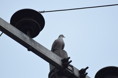 Streptopelia decaocto