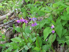 Primula fassettii