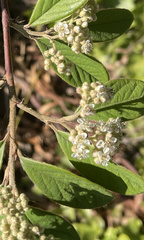Cotoneaster pannosus