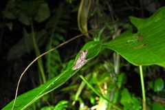 Pristimantis appendiculatus