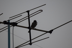 Toxostoma curvirostre