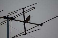 Toxostoma curvirostre