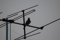 Toxostoma curvirostre