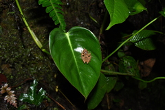 Pristimantis appendiculatus