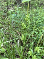 Carex lonchocarpa