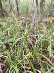 Carex lonchocarpa