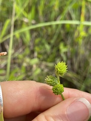 Carex vexans
