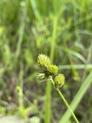 Carex vexans