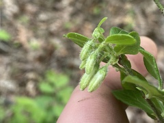 Vaccinium hirsutum