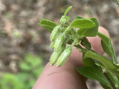 Vaccinium hirsutum