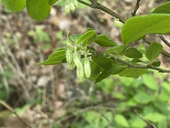 Vaccinium hirsutum