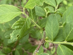 Vaccinium hirsutum