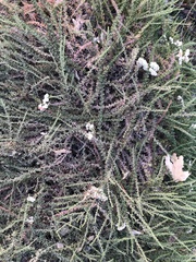 Adenostoma fasciculatum