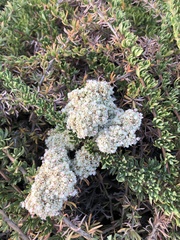 Adenostoma fasciculatum