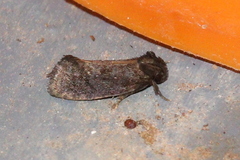 Acrolophus texanella