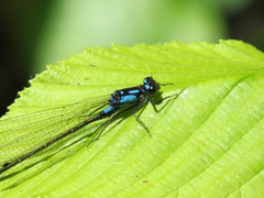 Zoniagrion exclamationis