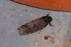 Acrolophus texanella