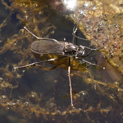 Hydrophorini