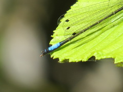 Zoniagrion exclamationis