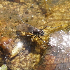Hydrophorini
