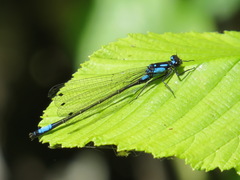 Zoniagrion exclamationis