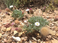 Ixiochlamys cuneifolia