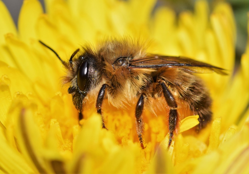 Taurus Mason Bee