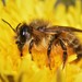 Taurus Mason Bee - Photo (c) Riley Walsh, some rights reserved (CC BY-NC), uploaded by Riley Walsh