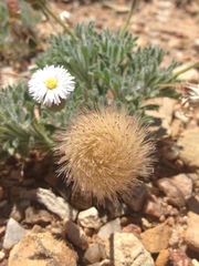 Ixiochlamys cuneifolia