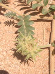 Tribulus hystrix