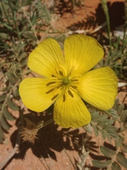Tribulus hystrix