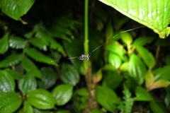 Micrathena pilaton