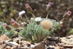 Ixiochlamys cuneifolia