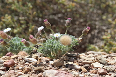 Ixiochlamys cuneifolia