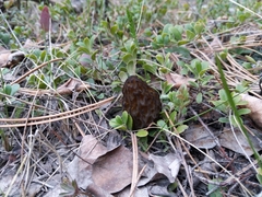 Morchella angusticeps