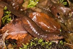 Desmognathus santeetlah