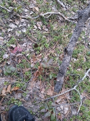 Morchella angusticeps
