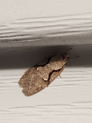 Semioscopis packardella