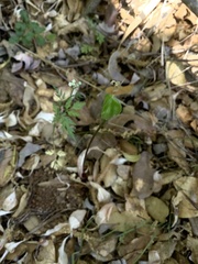 Erythronium multiscapideum