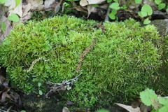 Brachythecium capillaceum