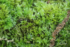 Brachythecium capillaceum