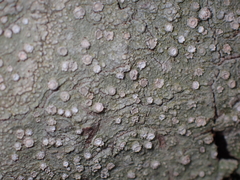 Pertusaria subambigens