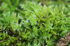 Brachythecium capillaceum